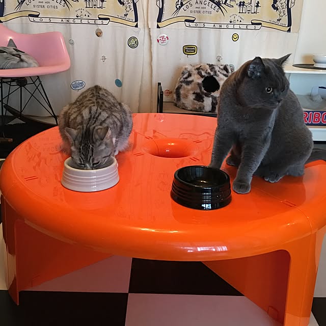 ルクルーゼ ペットボール S ドッグ ボール S ドッグボウル Dog Bowl S お箱なし ラッピング不可le Creuset Rcp 送料込み商品と同梱で送料無料 6 500円以上お買い上げで送料無料 パステルパープル クールミント コースタルブルー ピンクのレビュー クチコミ ルクルーゼ ペットボール S ドッグ ボール S ドッグボウル Dog Bowl S お箱なし ラッピング不可le Creuset Rcp 送料込み商品と同梱で送料無料 6 500円以上お買い上げで送料無料 パステルパープル クールミント コースタルブルー ピンクのレビュー クチコミ