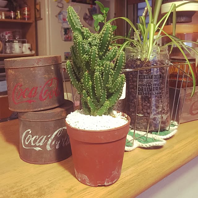 写真付きレビュー セレウス サボテン 電磁波を吸収する 観葉植物 可愛い 育てやすい メール便不可 532p19apr16 の通販商品 口コミ情報 Roomclipショッピング 写真付きレビュー セレウス サボテン 電磁波を吸収する 観葉植物 可愛い 育てやすい メール便不可 532p19apr16 の通販商品 口コミ情報 Roomclipショッピング