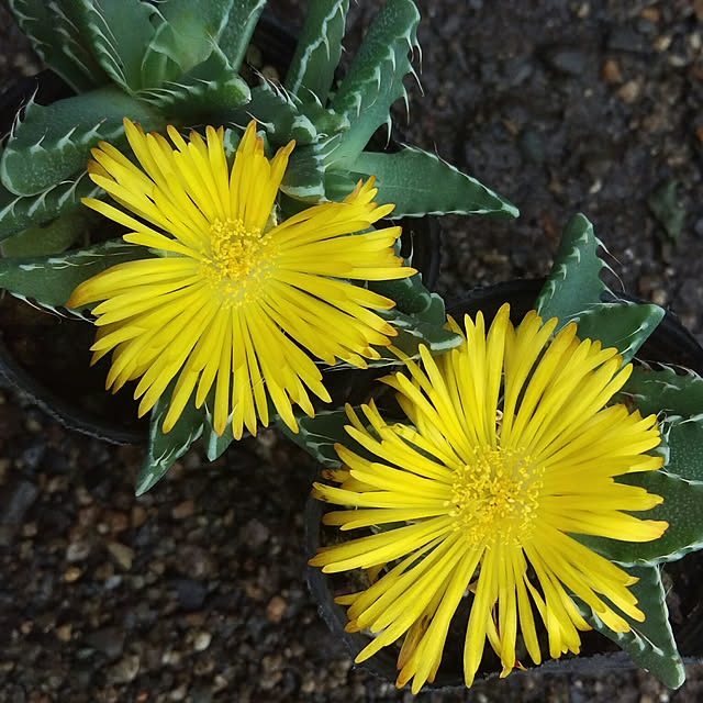 木製 プランター 2個 収納 木 ウッド ボックス 植物 植木 鉢 入れ物 花 鉢植え 小物入れ 櫻文庫 のレビュー クチコミとして参考になる投稿1枚 Roomclip Item