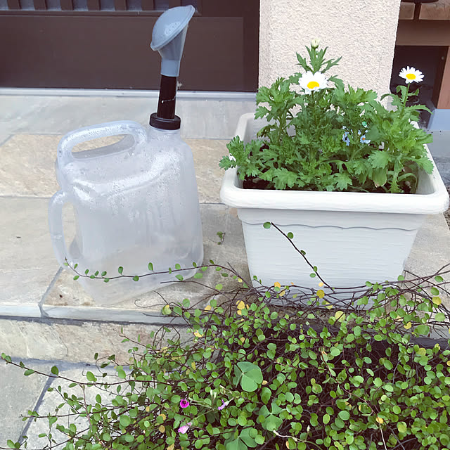 Collapsible Watering Container 4l ダルトン じょうろ ジョウロ おしゃれ 水やり 水差し ガーデニングのレビュー クチコミとして参考になる投稿1枚 Roomclip ルームクリップ