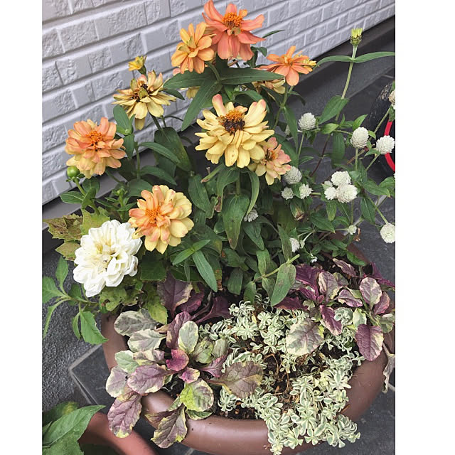 シレネユニフローラ 千日紅 アシュガ ジニア ダリア などのインテリア実例 07 24 11 38 37 Roomclip ルームクリップ