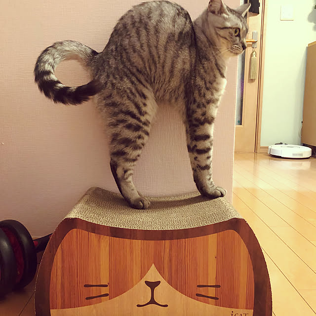 猫 爪とぎ Icat オリジナル つめとぎ ウッディキャット アイキャット 猫 ダンボール 爪とぎ 爪研ぎ 爪とぎ防止 爪研ぎ防止 猫用 猫用品 ねこ ネコ ネコ柄 猫の爪とぎ おしゃれ 子猫 あす楽 翌日配送 のレビュー クチコミとして参考になる投稿1枚 Roomclip 猫 爪とぎ Icat オリジナル つめとぎ ウッディキャット アイキャット 猫 ダンボール 爪とぎ 爪研ぎ 爪とぎ防止 爪研ぎ防止 猫用 猫用品 ねこ ネコ ネコ柄 猫の爪とぎ おしゃれ 子猫 あす楽 翌日配送 のレビュー クチコミとして参考になる投稿1枚 Roomclip