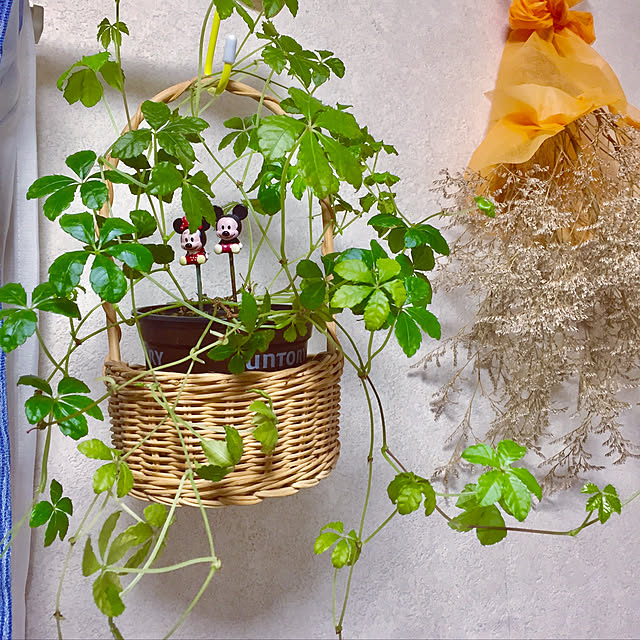 送料無料 観葉植物 シュガーバイン 鉢植え 観葉植物 プレゼント cm程度 ホワイト スクエア モダン 白 鉢植え 陶器 シュガーパイン つる性 土植え デスク 誕生日 風水 ギフト ユーロプランツ スタジオ お祝い インテリア 家具 雑貨 新築 おしゃれ 花言葉 すこやか