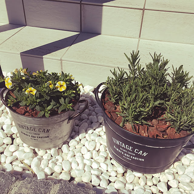 写真付きレビュー カリブラコア スーパーベル レモンスライス 3号ポット苗pw プルーブンウィナーズの通販商品 口コミ情報 Roomclipショッピング