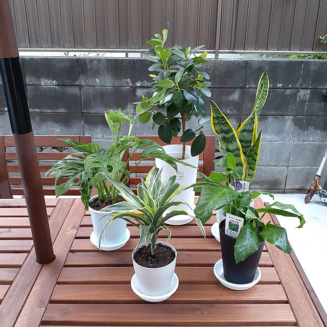 再販決定 5号鉢も入ってこの価格 送料無料 観葉植物 観葉植物おまかせ5鉢セット 九州 北海道 沖縄 へのお届けは別途送料が掛かりますのレビュー クチコミとして参考になる投稿58枚