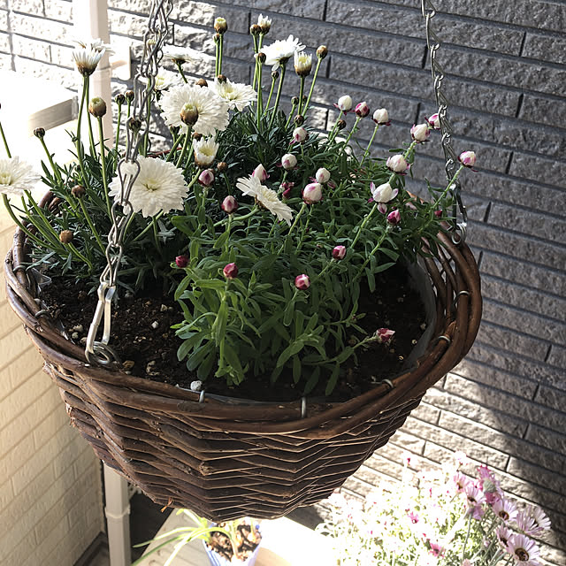 ヘリクリサム花かんざし ホワイト 白 花芽付き ハンギングや寄せ植え等にも人気 花苗 販売 通販 種類のレビュー クチコミとして参考になる投稿6枚 Roomclip ルームクリップ ヘリクリサム花かんざし ホワイト 白 花芽付き ハンギングや寄せ植え等にも人気 花苗 販売 通販 種類のレビュー クチコミとして参考になる投稿6枚 Roomclip ルームクリップ