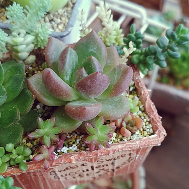 多肉植物 Yukエケベリア ラウリンゼ ロメオ 多肉植物 優木園さんの苗 エケベリア 6cmポットのレビュー クチコミとして参考になる投稿4枚 Roomclip ルームクリップ 多肉植物 Yukエケベリア ラウリンゼ ロメオ 多肉植物 優木園さんの苗 エケベリア 6cmポットのレビュー クチコミとして参考になる投稿4枚 Roomclip ルームクリップ