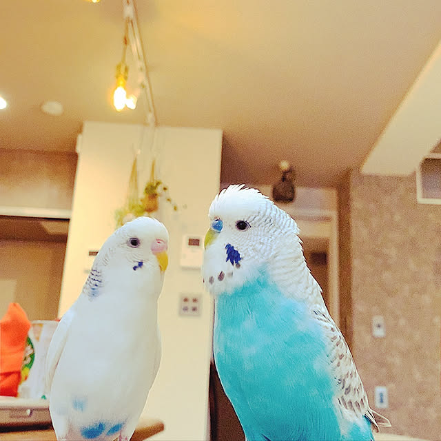 夕方の1枚 セキセイインコ ジャンボセキセイインコ リビングのインテリア実例 21 07 02 16 06 49 Roomclip ルームクリップ