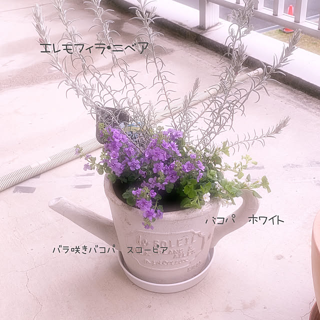 クーポン利用で10 Off バコパ ホワイト 花苗 枝垂れ咲く純白の花が魅力で寄せ植えに人気の花 販売 通販 種類 白花のレビュー クチコミとして参考になる投稿1枚 Roomclip ルームクリップ