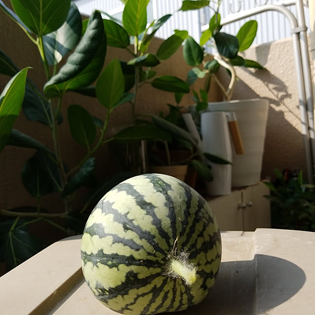 楽天ランキング受賞 フレグラーポット 36cm 12号 鉢 プラ鉢 植木鉢 ガーデニング鉢 プランター鉢 鉢カバー ガーデニング プランター フレグラー 観葉植物 24リットル 室内 屋外 プラスチック 軽い 大型 おしゃれ オシャレ かわいい カワイイ シンプル アイボリーの