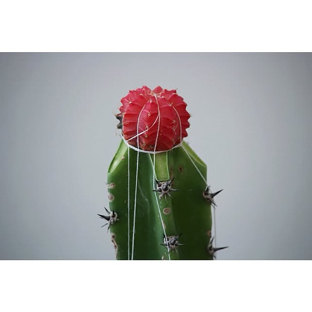 No Green No Life サボテン 接ぎ木サボテン教室 接ぎ木サボテンのインテリア実例 14 05 10 15 35 49 Roomclip ルームクリップ