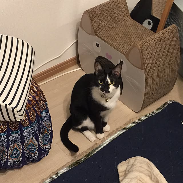 アウトレット Puchiko 猫つめとぎ キャットトンネルハウス 1コ入 Puchiko 快適ねこ生活 のレビュー クチコミとして参考になる投稿4枚 Roomclip Item