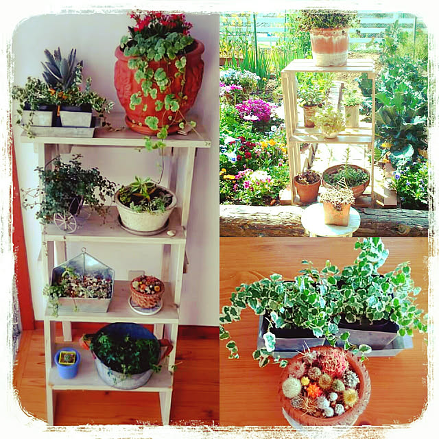 観葉植物 フィカス プミラ サニーホワイト 3号 1ポット のレビュー クチコミとして参考になる投稿4枚 Roomclip ルームクリップ