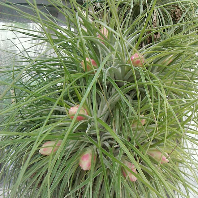 写真付きレビュー 観葉植物 エアープランツ ティランジア ストリクタ ハードリーフ 1株 の通販商品 口コミ情報 Roomclipショッピング