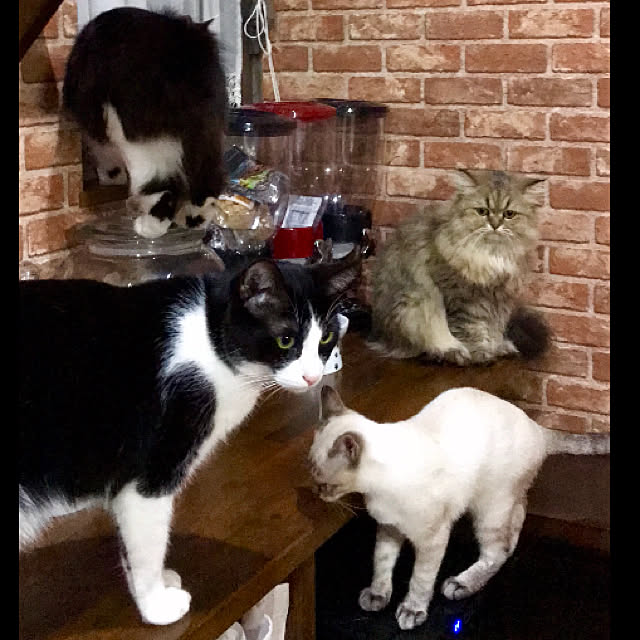 印刷 白猫 圧迫の気配 宝箱