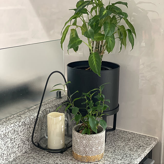 Clover クローバー アイアンプランター W ブラックスタンド H31 5鉢カバー 鉢 植木鉢 スタンド プランタースタンド 室内 プランター 植物 観葉植物 鉢ポット 鉢プランター アイアン 黒 ブラック スタイリッシュ クール シンプル おしゃれのレビュー クチコミとして参考 Clover クローバー アイアンプランター W ブラックスタンド H31 5鉢カバー 鉢 植木鉢 スタンド プランタースタンド 室内 プランター 植物 観葉植物 鉢ポット 鉢プランター アイアン 黒 ブラック スタイリッシュ クール シンプル おしゃれのレビュー クチコミとして参考