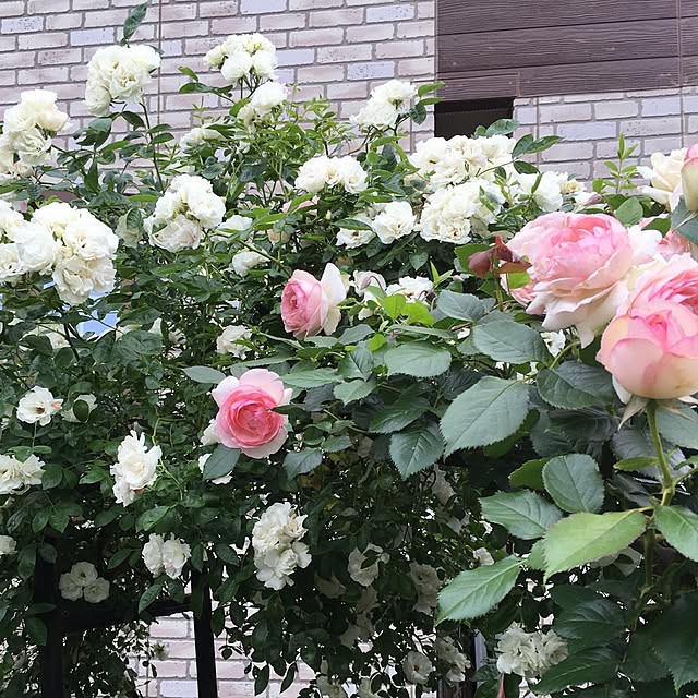 バラの苗 つるバラ サマースノー挿し木大苗6号スリット鉢植えのレビュー クチコミとして参考になる投稿1枚 Roomclip ルームクリップ