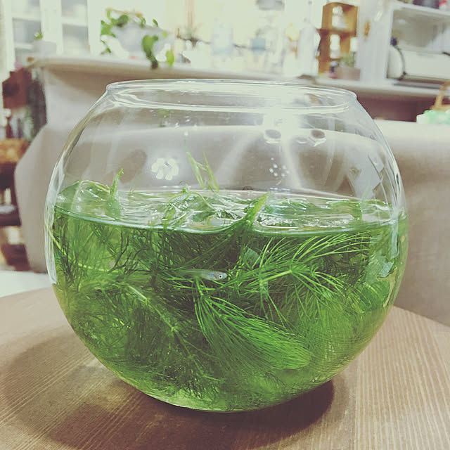 写真付きレビュー エイチ ツー オー アクアボール Mサイズ H1003 エアプランツ 多肉植物 ティランジア ガラス 関東当日便の通販商品 口コミ情報 Roomclipショッピング