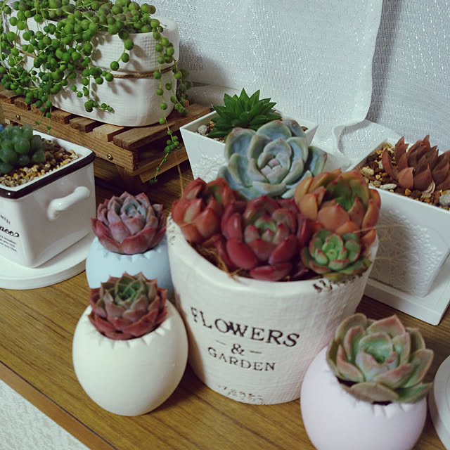 デロスペルマ属ヌビゲナムのレビュー クチコミとして参考になる投稿5枚