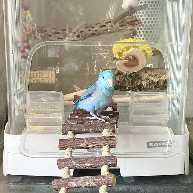 写真付きレビュー】三晃商会 イージーホーム クリアバード 35WH(ホワイト)(36×34×43cm) 鳥 ケージ 鳥かご 関東当日便の通販商品口コミ情報 | RoomClipショッピング 写真付きレビュー】三晃商会 イージーホーム クリアバード 35WH(ホワイト)(36×34×43cm) 鳥 ケージ 鳥かご 関東当日便の通販商品口コミ情報 | RoomClipショッピング