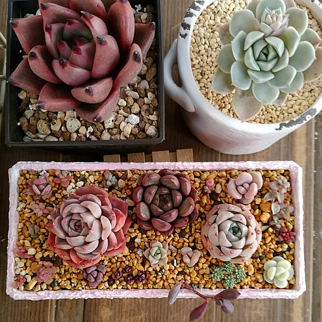 パキフィッツム属 月花美人 げっかびじん 多肉植物 ギフト プレゼント ガーデニング おしゃれ かわいい 寄せ植えに最適のレビュー クチコミとして参考になる投稿1枚 Roomclip ルームクリップ