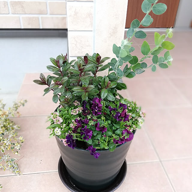 パール アカシア大苗 柔らかな葉が魅力で太陽光の下ではパールのように輝きます 常緑小高木 販売 通販 種類のレビュー クチコミとして参考になる投稿5枚 Roomclip Item