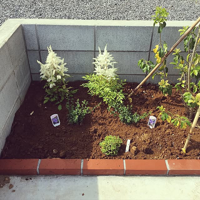 カンパニュラ アルペンブルー 3号ポット苗イングリッシュガーデン グランドカバー 花苗 多年草 宿根草のレビュー クチコミとして参考になる投稿1枚 Roomclip ルームクリップ