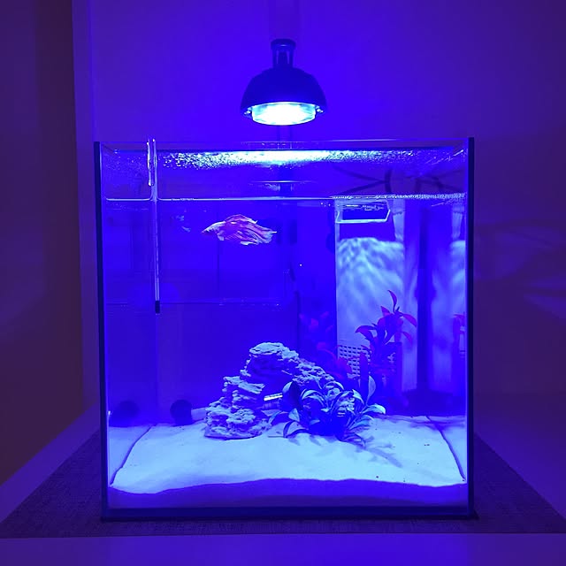 写真付きレビュー エーハイム Ledライト ブルー1 7w Bwb 水槽用照明 海水魚 サンゴ メーカー保証期間3年 関東当日便の通販商品 口コミ情報 Roomclipショッピング
