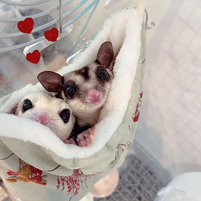 ペット自慢 フクモモ飼い 小動物との暮らし フクロモモンガ ペットとの暮らしのインテリア実例 22 09 05 11 31 13 Roomclip ルームクリップ