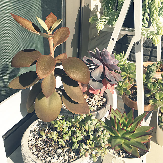 写真付きレビュー 多肉植物 カランコエ オルギアリス 仙人の舞 3号ロングポット インテリア 観葉植物 の通販商品 口コミ情報 Roomclipショッピング