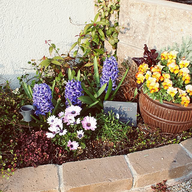 アレナリア モンタナ まりこ 3 5号 のレビュー クチコミとして参考になる投稿2枚