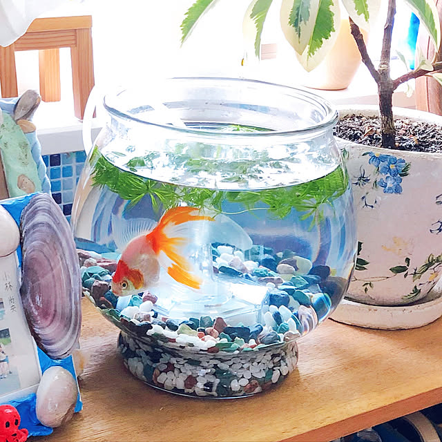 写真付きレビュー おしゃれなガラス製金魚鉢 マッシュ アメリカ製 関東当日便の通販商品 口コミ情報 Roomclipショッピング 写真付きレビュー おしゃれなガラス製金魚鉢 マッシュ アメリカ製 関東当日便の通販商品 口コミ情報 Roomclipショッピング