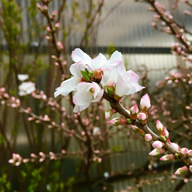 果樹 苗木 花 ユスラウメ 梅桃 鉢植え 赤実 ゆすらうめ 接木 4 5号 直径13 5cm ポット 落葉樹のレビュー クチコミとして参考になる投稿5枚 Roomclip ルームクリップ