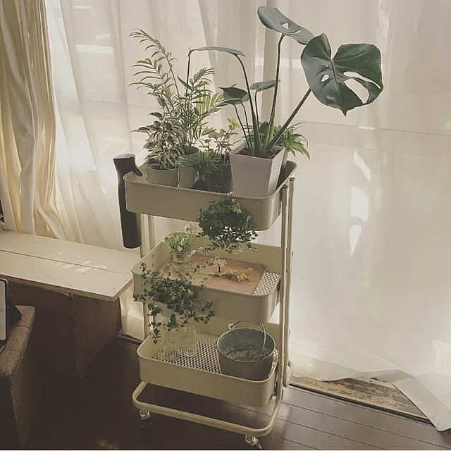 観葉植物お試しセット 幸福の木 モンステラ ストレリチア テーブルヤシ ミニ観葉植物 開店祝い 新築祝い 誕生日 プレゼント 観葉植物 Smtb Ms 楽ギフ メッセ入力 05p05nov16 のレビュー クチコミとして参考になる投稿5枚 Roomclip ルームクリップ 観葉植物お試しセット 幸福の木 モンステラ ストレリチア テーブルヤシ ミニ観葉植物 開店祝い 新築祝い 誕生日 プレゼント 観葉植物 Smtb Ms 楽ギフ メッセ入力 05p05nov16 のレビュー クチコミとして参考になる投稿5枚 Roomclip ルームクリップ