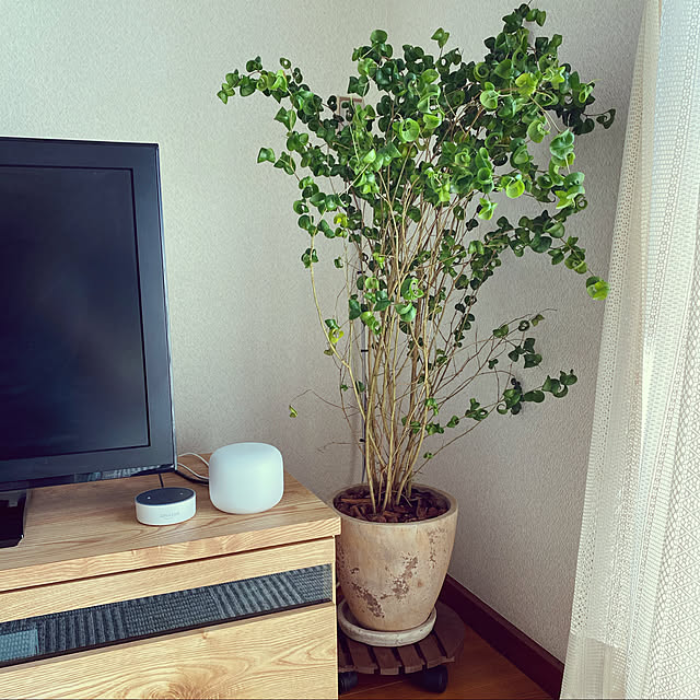 ベンジャミン バロック 茶色 エッグ型 ラウンド 陶器鉢 8号 鉢植え 鉢 苗 苗木 大型 観葉植物 茶 ブラウン 砂色 ベージュ ラウンド 丸 送料無料のレビュー クチコミとして参考になる投稿1枚