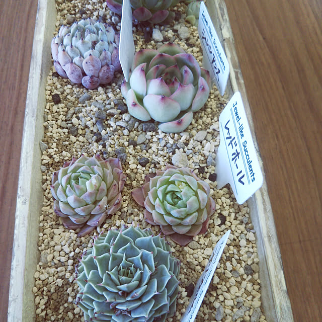 多肉植物 韓国苗 エケべリア レッドホール 韓国産 多肉植物 エケべリアのレビュー クチコミとして参考になる投稿1枚 多肉植物 韓国苗 エケべリア レッドホール 韓国産 多肉植物 エケべリアのレビュー クチコミとして参考になる投稿1枚