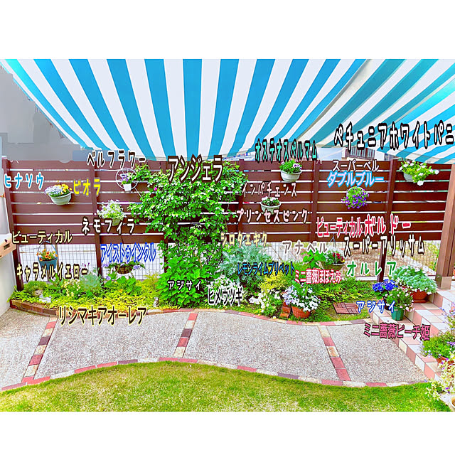 写真付きレビュー マーガレット モリンバ ウォーターメロン 3 5号 赤花 苗 春の花 09の通販商品 口コミ情報 Roomclipショッピング