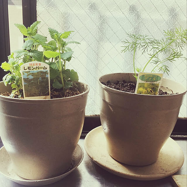 Outlet Ecoforms ノバ6 Nova 6 植木鉢 6号 エコフォームズのレビュー クチコミとして参考になる投稿1枚