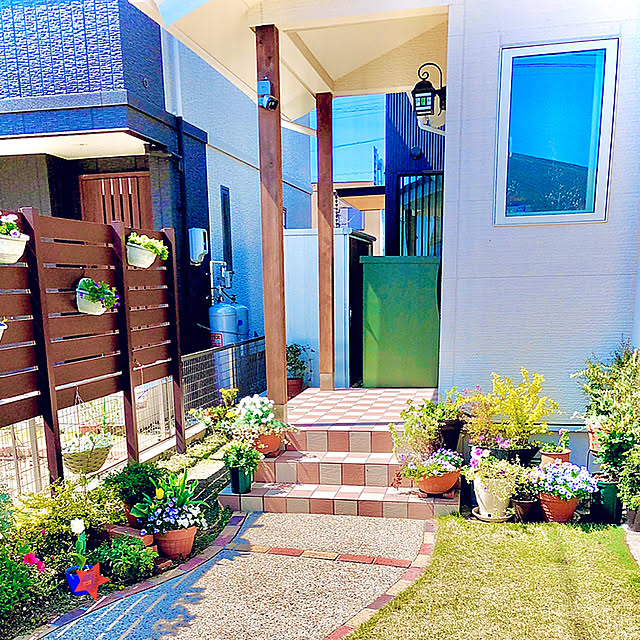 観葉植物 ボロニア ピナータ 5号 1鉢 北海道冬季発送不可のレビュー クチコミとして参考になる投稿24枚 Roomclip ルームクリップ