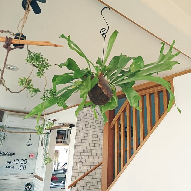 コウモリラン 手作り苔玉 ワイヤー付き 観葉植物 インテリア ビカクシダ 麋角羊歯 5 G Pure 43 のレビュー クチコミとして参考になる投稿38枚 Roomclip ルームクリップ