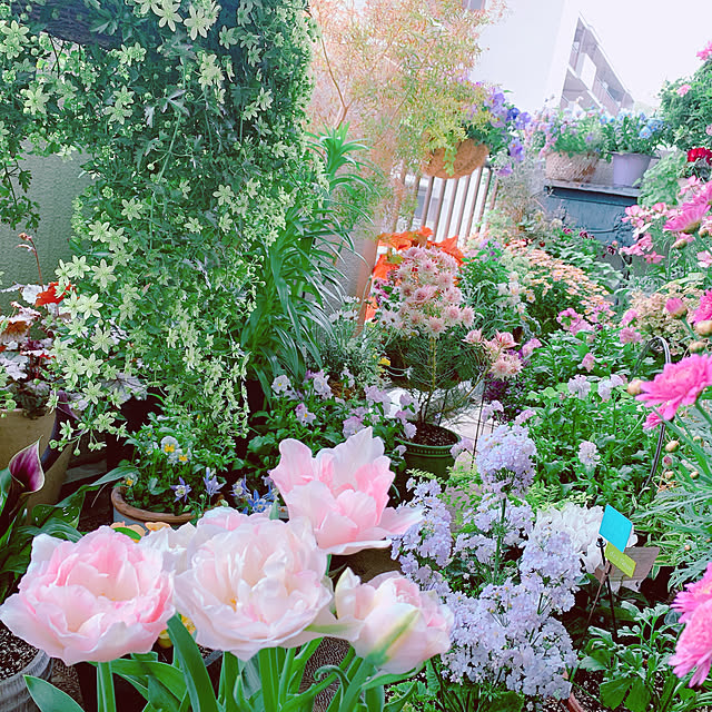 写真付きレビュー 冷蔵処理 芽出し苗 ラナンキュラス ラックス エウロペの苗 5号鉢 の通販商品 口コミ情報 Roomclipショッピング