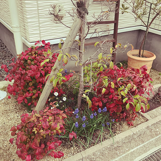 写真付きレビュー オタフクナンテン 樹高cm前後 5本セットの通販商品 口コミ情報 Roomclipショッピング