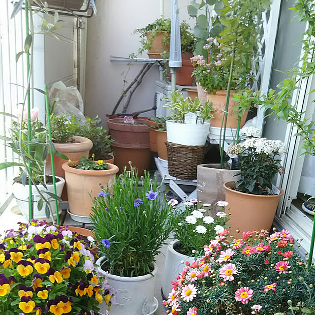 写真付きレビュー 4月下旬入荷 ニゲラ ブルースター 9cmポット苗の通販商品 口コミ情報 Roomclipショッピング