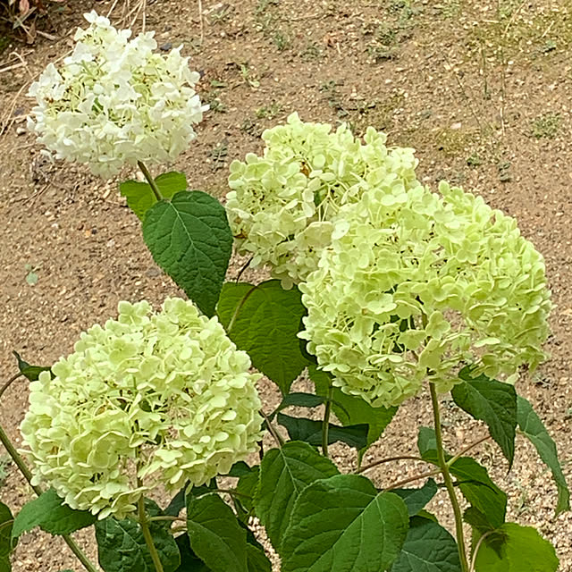 花咲き過ぎ 秋色 紫陽花 アジサイ アナベル 7号セラアート鉢植え苗 21年入荷株 のレビュー クチコミとして参考になる投稿2枚