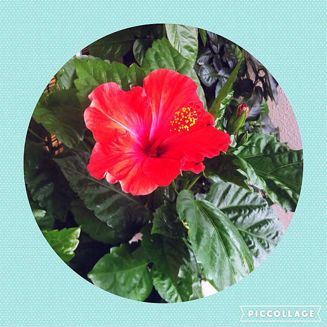 写真付きレビュー 刀川平和農園 平和 ハイビスカス 夏の花の培養土 Scgシリーズ 5リットルの通販商品 口コミ情報 Roomclipショッピング