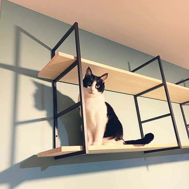 住友化学園芸 殺虫剤 園芸用キンチョールe カミキリムシ 幼虫 退治のレビュー クチコミとして参考になる投稿0枚 Roomclip ルームクリップ