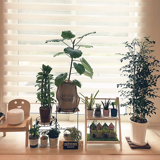 エアプランツ M サイズ 10個 セット エアープランツ ティランジア チランジア インテリア グリーン おしゃれ 植物 人気 吊り下げ ハンギング 花 ディスプレイ ギフト アレンジメント 飾りのレビュー クチコミとして参考になる投稿29枚 Roomclip ルームクリップ エアプランツ M サイズ 10個 セット エアープランツ ティランジア チランジア インテリア グリーン おしゃれ 植物 人気 吊り下げ ハンギング 花 ディスプレイ ギフト アレンジメント 飾りのレビュー クチコミとして参考になる投稿29枚 Roomclip ルームクリップ