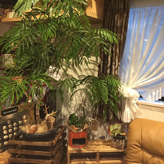 330円 新品即決 アジアンタム ハイミニ苗 3号 9f 観葉植物 ハイドロカルチャー 水