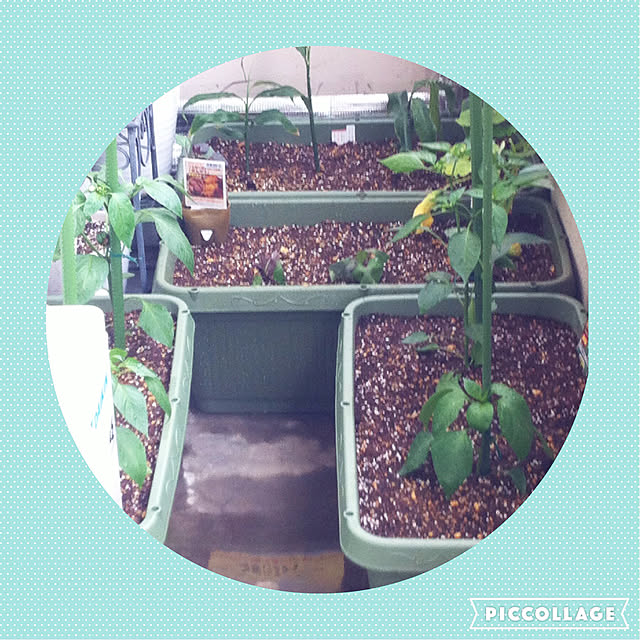 写真付きレビュー 天然山菜 ミョウガ 苗 西根の森 天然山菜の苗 ミョウガのポット苗 みょうが 茗荷 山菜 苗木 栽培 ガイド付き 6本 の通販商品 口コミ情報 Roomclipショッピング