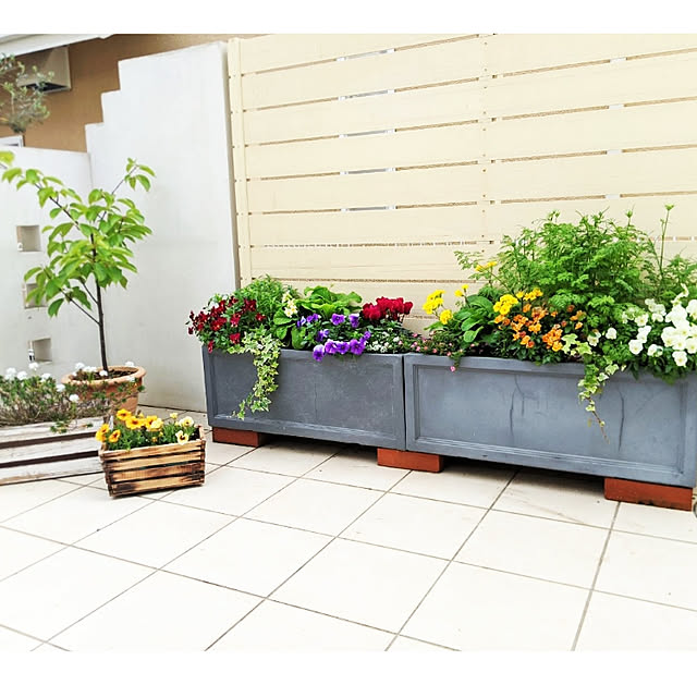 写真付きレビュー 植木鉢 大型 ファイバークレイプロ ノーマン 長角プランター 80 送料無料 植木鉢 おしゃれ 軽量 大型 鉢 プランター セール対象2 の通販商品 口コミ情報 Roomclipショッピング